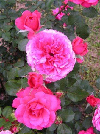 Rose flower / La fleur